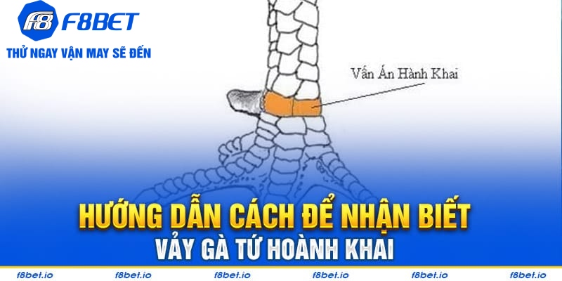 Vảy Gà Tứ Hoành Khai Và Những Điều Cần Biết 2026 - Mexa