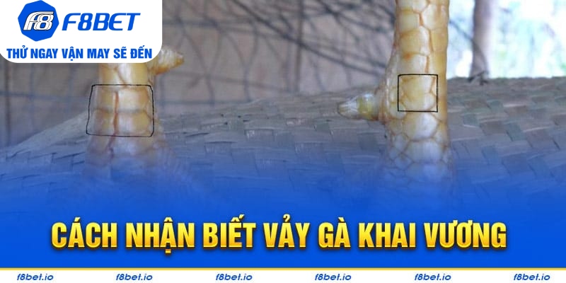Bật Mí Vảy Gà Khai Vương Và Cách Nhận Biết Chúng Ra Sao?  - Mexa
