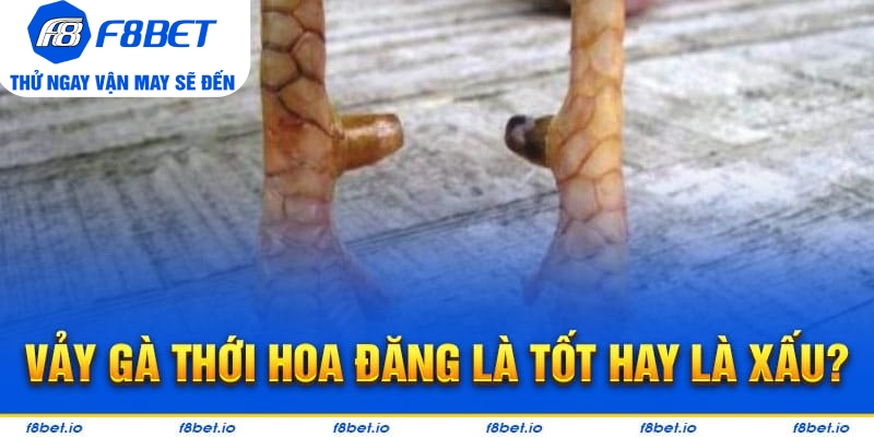 Vảy Gà Thới Hoa Đăng - Bí Kíp Lựa Chiến Kê Tốt F8bet - Mexa