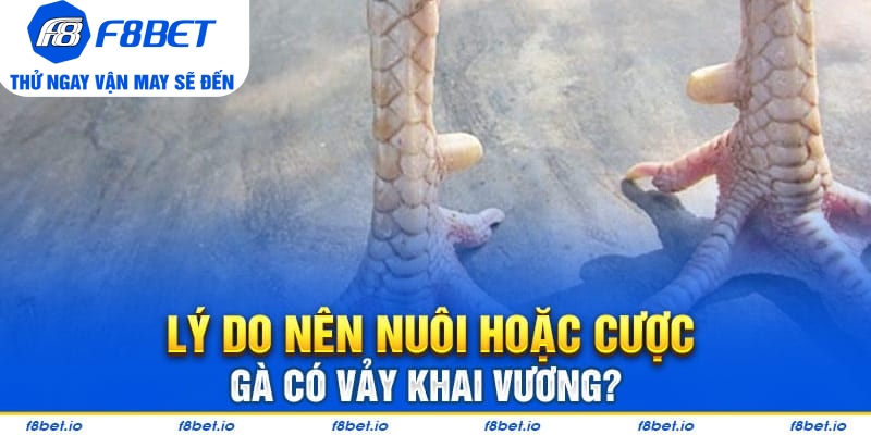 Bật Mí Vảy Gà Khai Vương Và Cách Nhận Biết Chúng Ra Sao?  - Mexa