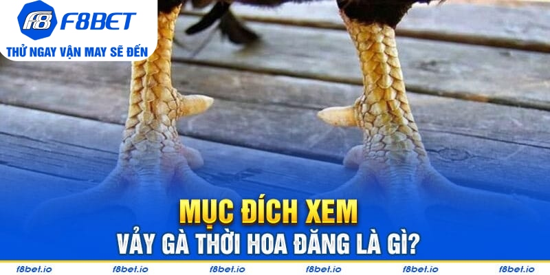 Vảy Gà Thới Hoa Đăng - Bí Kíp Lựa Chiến Kê Tốt F8bet - Mexa
