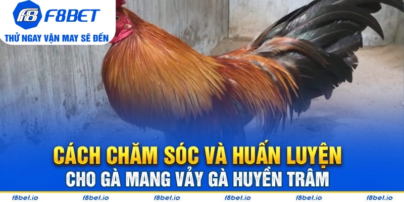 Vảy Gà Huyền Trâm – Cách Xem Cực Chuẩn Cho Người Mới - Mexa