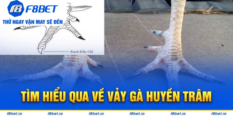 Vảy Gà Huyền Trâm – Cách Xem Cực Chuẩn Cho Người Mới - Mexa