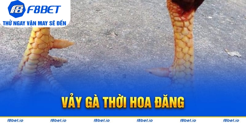 Vảy Gà Thới Hoa Đăng - Bí Kíp Lựa Chiến Kê Tốt F8bet - Mexa