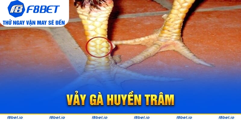 Vảy Gà Huyền Trâm – Cách Xem Cực Chuẩn Cho Người Mới - Mexa