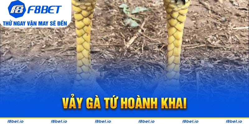 Vảy Gà Tứ Hoành Khai Và Những Điều Cần Biết 2026 - Mexa