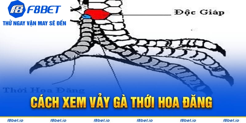 Vảy Gà Thới Hoa Đăng - Bí Kíp Lựa Chiến Kê Tốt F8bet - Mexa