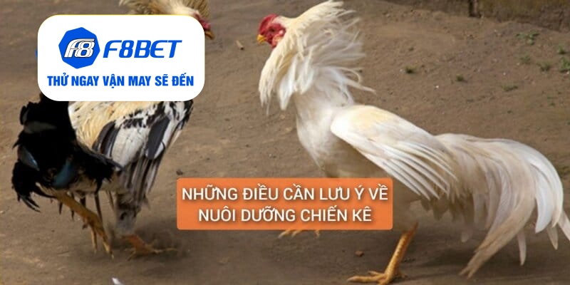 Gà Chân Lông Vảy Loạn Là Gì? Cách Nuôi Dưỡng Huấn Luyện - f8bet - Mexa