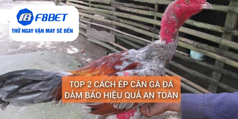 Top 2 Cách Ép Cân Gà Đá Đảm Bảo Gà Vẫn Khỏe Và Săn Chắc - f8bet - Mexa