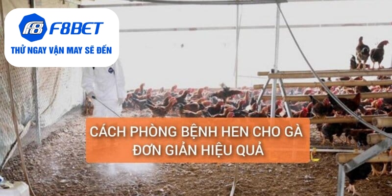 Chữa Bệnh Hen Ở Gà Điều Trị Dứt Điểm Trong 5 Ngày - f8bet - Mexa