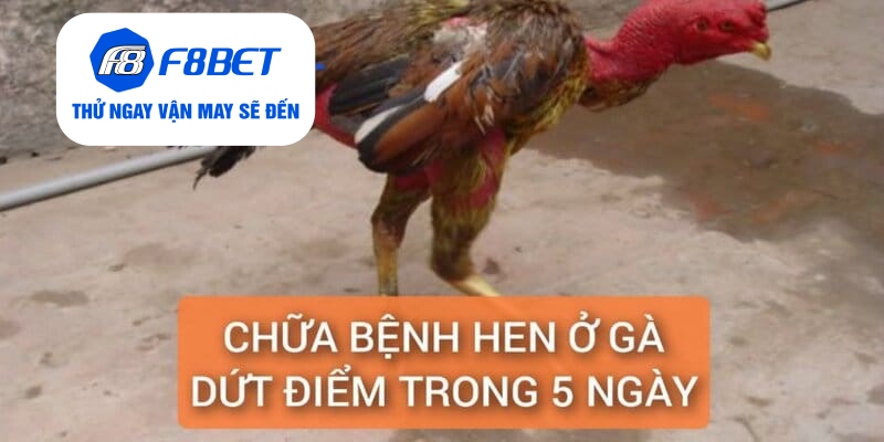 Chữa Bệnh Hen Ở Gà Điều Trị Dứt Điểm Trong 5 Ngày - f8bet - Mexa