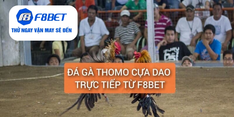 Đá Gà Thomo Cựa Dao Trực Tiếp Từ F8BET Gay Cấn, Hấp Dẫn - f8bet - Mexa