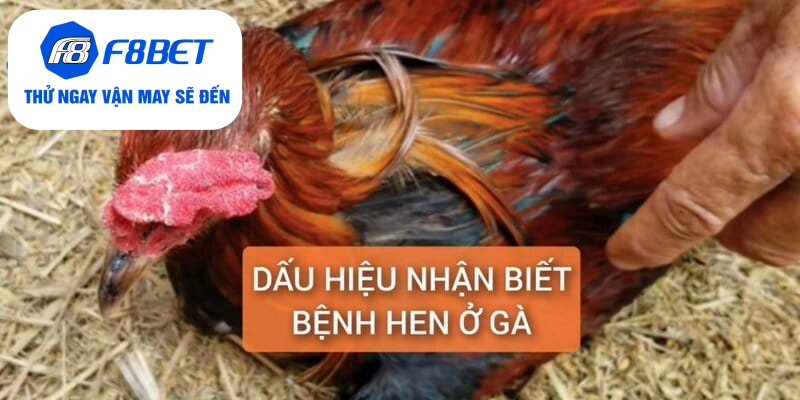 Chữa Bệnh Hen Ở Gà Điều Trị Dứt Điểm Trong 5 Ngày - f8bet - Mexa