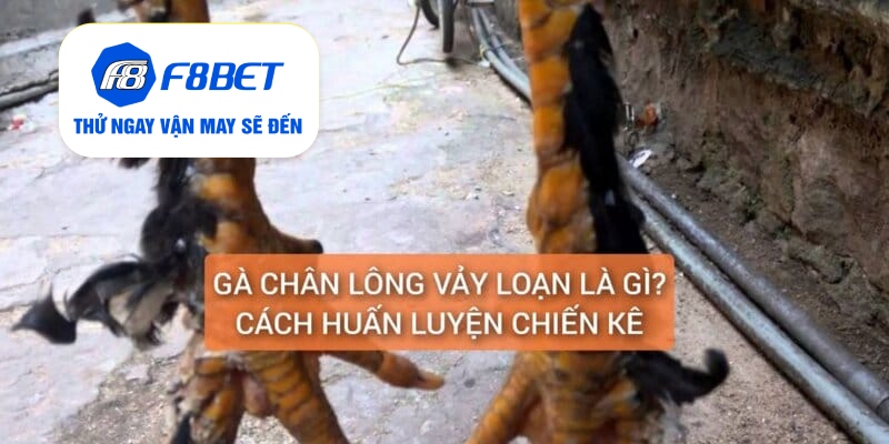 Gà Chân Lông Vảy Loạn Là Gì? Cách Nuôi Dưỡng Huấn Luyện - f8bet - Mexa