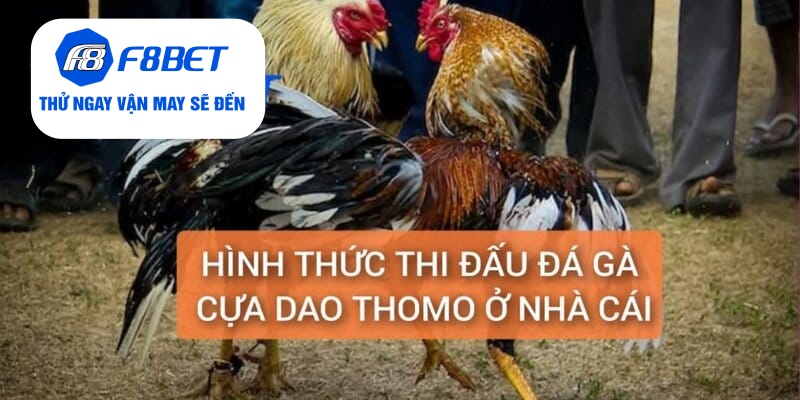 Đá Gà Thomo Cựa Dao Trực Tiếp Từ F8BET Gay Cấn, Hấp Dẫn - f8bet - Mexa
