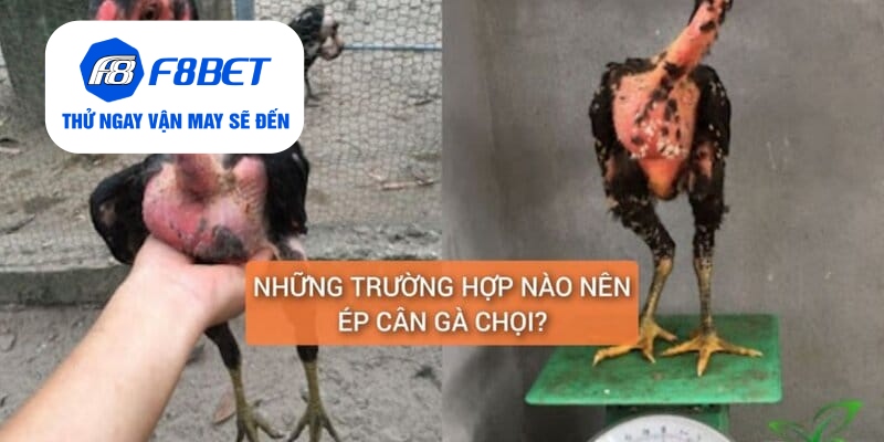 Top 2 Cách Ép Cân Gà Đá Đảm Bảo Gà Vẫn Khỏe Và Săn Chắc - f8bet - Mexa