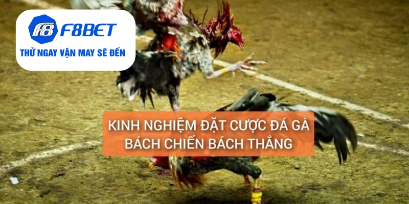 Đá Gà Thomo Cựa Dao Trực Tiếp Từ F8BET Gay Cấn, Hấp Dẫn - f8bet - Mexa