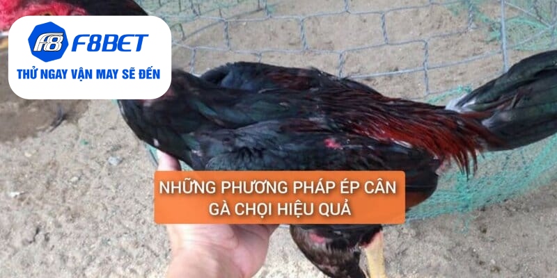 Top 2 Cách Ép Cân Gà Đá Đảm Bảo Gà Vẫn Khỏe Và Săn Chắc - f8bet - Mexa