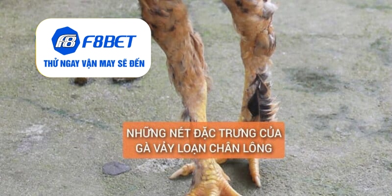 Gà Chân Lông Vảy Loạn Là Gì? Cách Nuôi Dưỡng Huấn Luyện - f8bet - Mexa