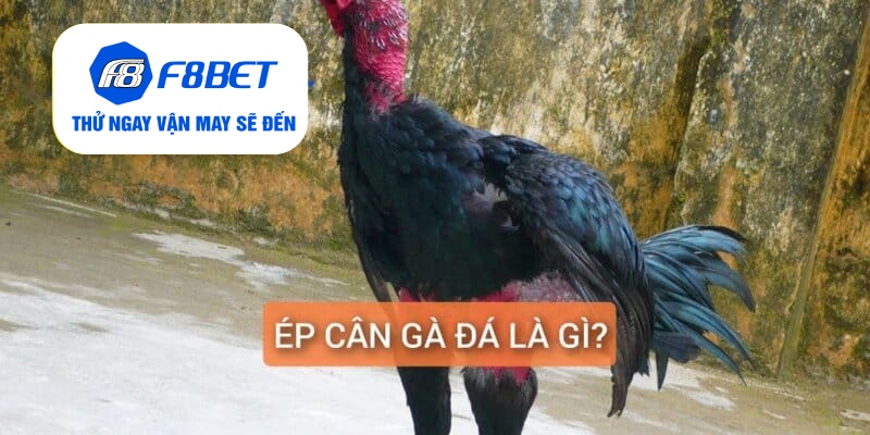 Top 2 Cách Ép Cân Gà Đá Đảm Bảo Gà Vẫn Khỏe Và Săn Chắc - f8bet - Mexa