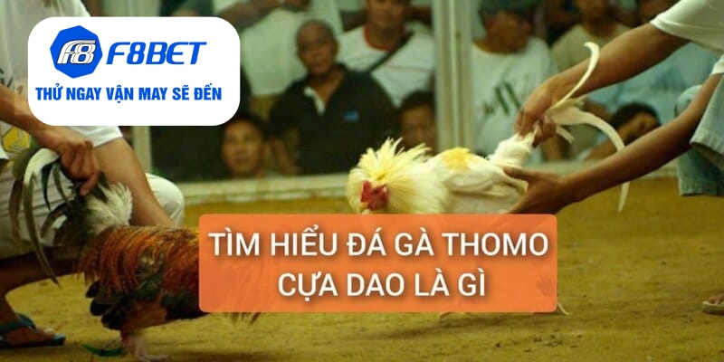 Đá Gà Thomo Cựa Dao Trực Tiếp Từ F8BET Gay Cấn, Hấp Dẫn - f8bet - Mexa