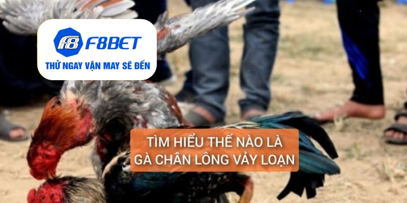 Gà Chân Lông Vảy Loạn Là Gì? Cách Nuôi Dưỡng Huấn Luyện - f8bet - Mexa