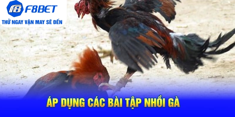 Cách Tập Lực Cho Gà Chọi Siêu Khỏe Và Hiệu Quả - Mexa