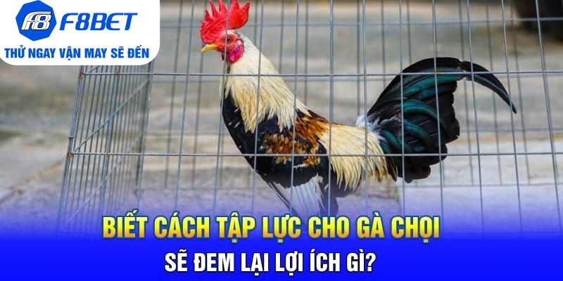 Cách Tập Lực Cho Gà Chọi Siêu Khỏe Và Hiệu Quả - Mexa
