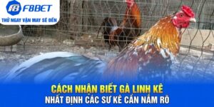 Đá Gà F8bet | Sảnh Cược Gà Đá Uy Tín Cho Các Kê Thủ - Mexa
