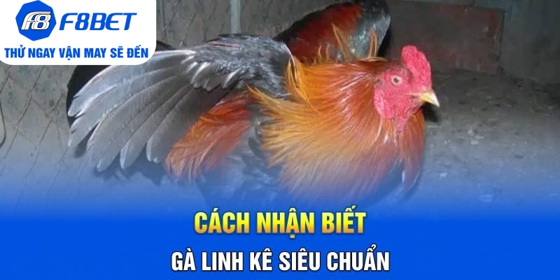 Cách Nhận Biết Gà Linh Kê Nhất Định Các Sư Kê Cần Nắm Rõ - Mexa