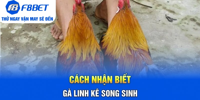 Cách Nhận Biết Gà Linh Kê Nhất Định Các Sư Kê Cần Nắm Rõ - Mexa