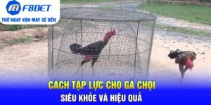 Đá Gà F8bet | Sảnh Cược Gà Đá Uy Tín Cho Các Kê Thủ - Mexa