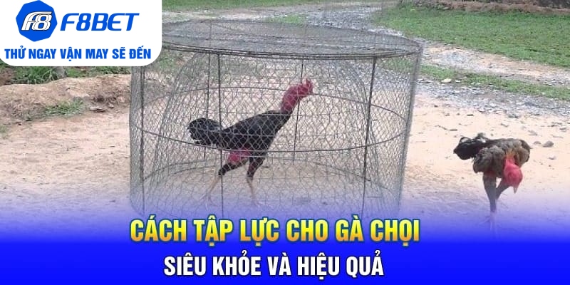 Cách Tập Lực Cho Gà Chọi Siêu Khỏe Và Hiệu Quả - Mexa