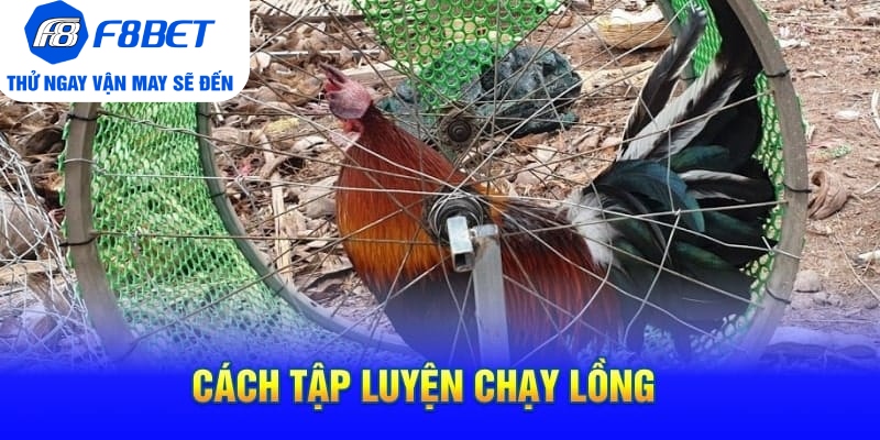 Cách Tập Lực Cho Gà Chọi Siêu Khỏe Và Hiệu Quả - Mexa