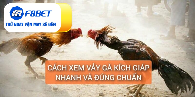 Vảy Gà Kích Giáp Là Gì? Đánh Giá Sức Chiến Đấu Chiến Kê - f8bet - Mexa