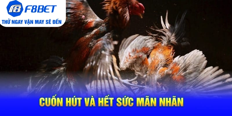 Toàn Bộ Thông Tin Về Đá Gà Cựa Dao Philippines Tại F8BET - Mexa