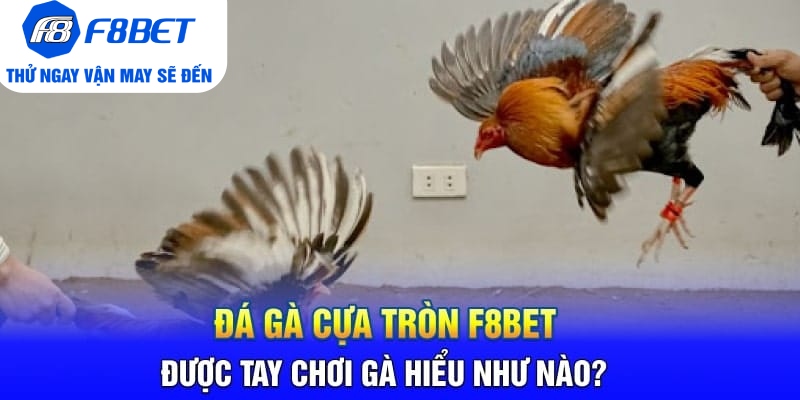 Đá Gà Cựa Tròn F8BET Là Gì? Sảnh Trực Tiếp Gà Hàng Đầu 2026 - Mexa