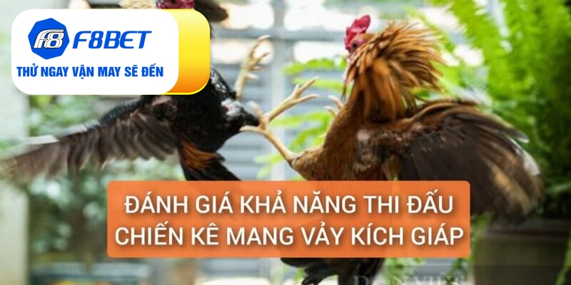 Vảy Gà Kích Giáp Là Gì? Đánh Giá Sức Chiến Đấu Chiến Kê - f8bet - Mexa
