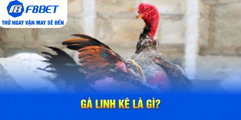 Cách Nhận Biết Gà Linh Kê Nhất Định Các Sư Kê Cần Nắm Rõ - Mexa