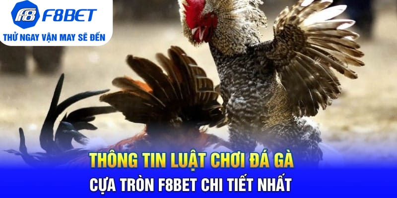 Đá Gà Cựa Tròn F8BET Là Gì? Sảnh Trực Tiếp Gà Hàng Đầu 2026 - Mexa