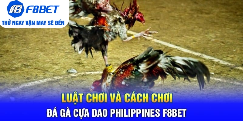 Toàn Bộ Thông Tin Về Đá Gà Cựa Dao Philippines Tại F8BET - Mexa