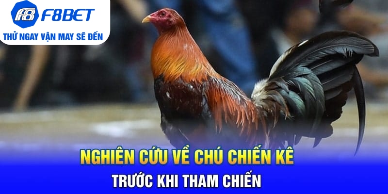 Toàn Bộ Thông Tin Về Đá Gà Cựa Dao Philippines Tại F8BET - Mexa