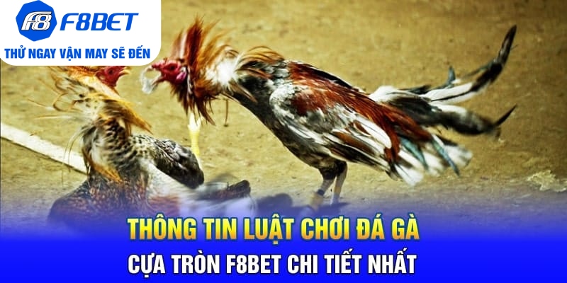 Đá Gà Cựa Tròn F8BET Là Gì? Sảnh Trực Tiếp Gà Hàng Đầu 2026 - Mexa