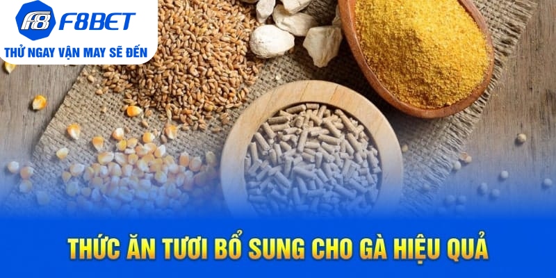 Top 7 Loại Thức Ăn Cho Gà Đá Chất Lượng Trên Thị Trường - Mexa