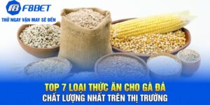 Đá Gà F8bet | Sảnh Cược Gà Đá Uy Tín Cho Các Kê Thủ - Mexa