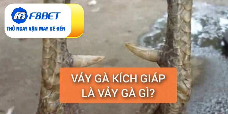 Vảy Gà Kích Giáp Là Gì? Đánh Giá Sức Chiến Đấu Chiến Kê - f8bet - Mexa