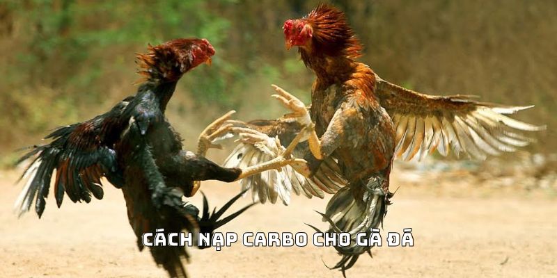 Cách Nạp Carbo Cho Gà Đá Hiệu Quả Được Ưa Chuộng 2026 - Mexa