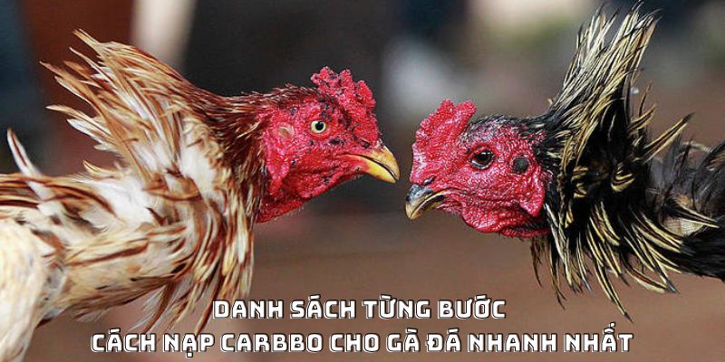 Cách Nạp Carbo Cho Gà Đá Hiệu Quả Được Ưa Chuộng 2026 - Mexa