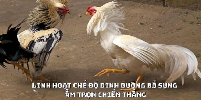 Cách Nạp Carbo Cho Gà Đá Hiệu Quả Được Ưa Chuộng 2026 - Mexa