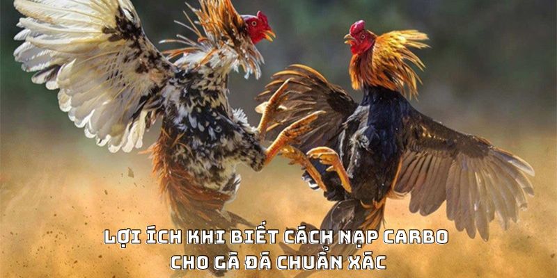 Cách Nạp Carbo Cho Gà Đá Hiệu Quả Được Ưa Chuộng 2026 - Mexa